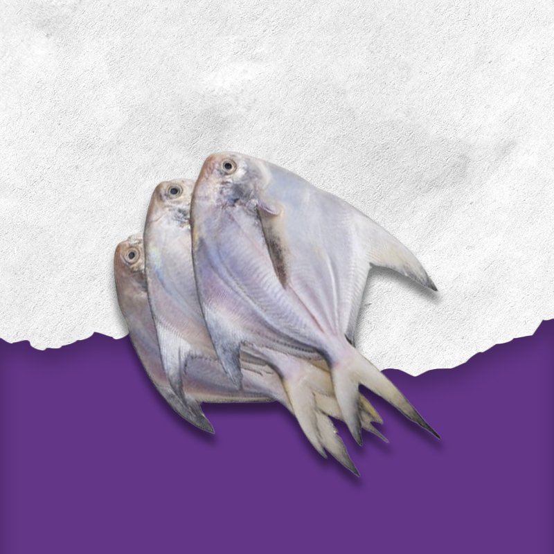 Silver Pomfret ipswich